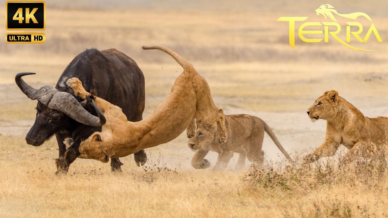 Espect&aacute;culo Ardiente de Poder: Leones Se Enfrentan a B&uacute;falos | Animales Salvajes