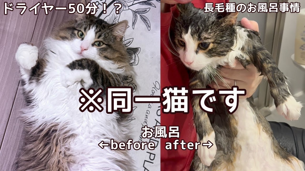 【お風呂回】濡れるだけで－5キロ見え！？な長毛種のお風呂風景