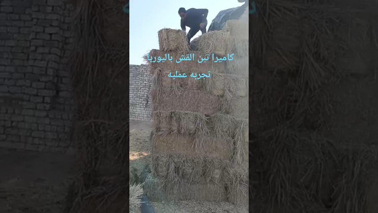 ٤ فبراير ٢٠٢٦