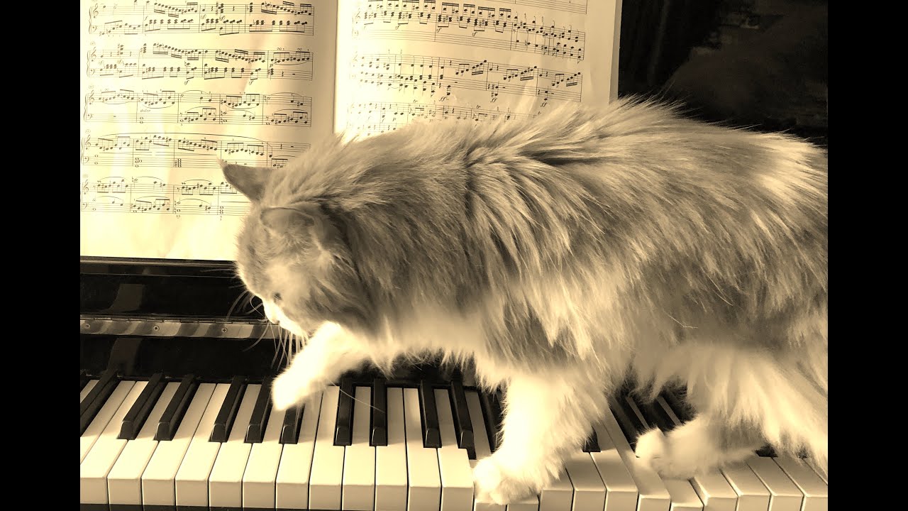 Peaceful piano music I played in loving memory of my beloved cat