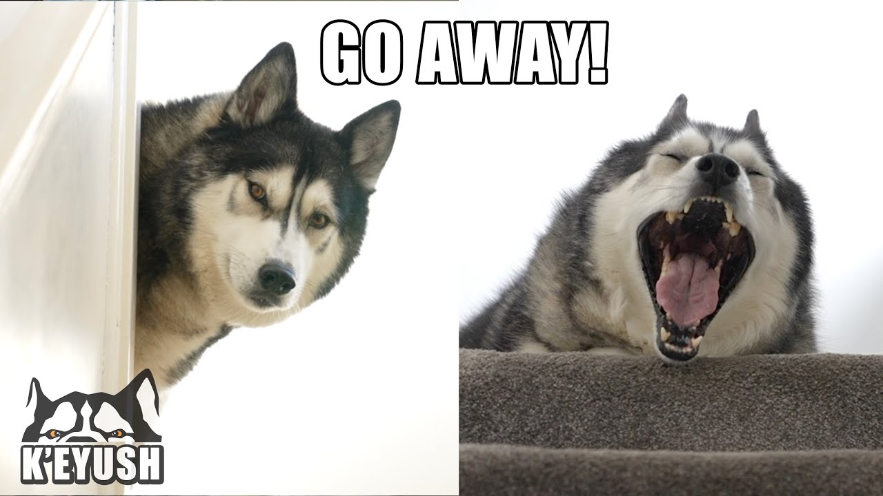 LAZY Husky ARGUES About Getting Out of BED For a Walk!