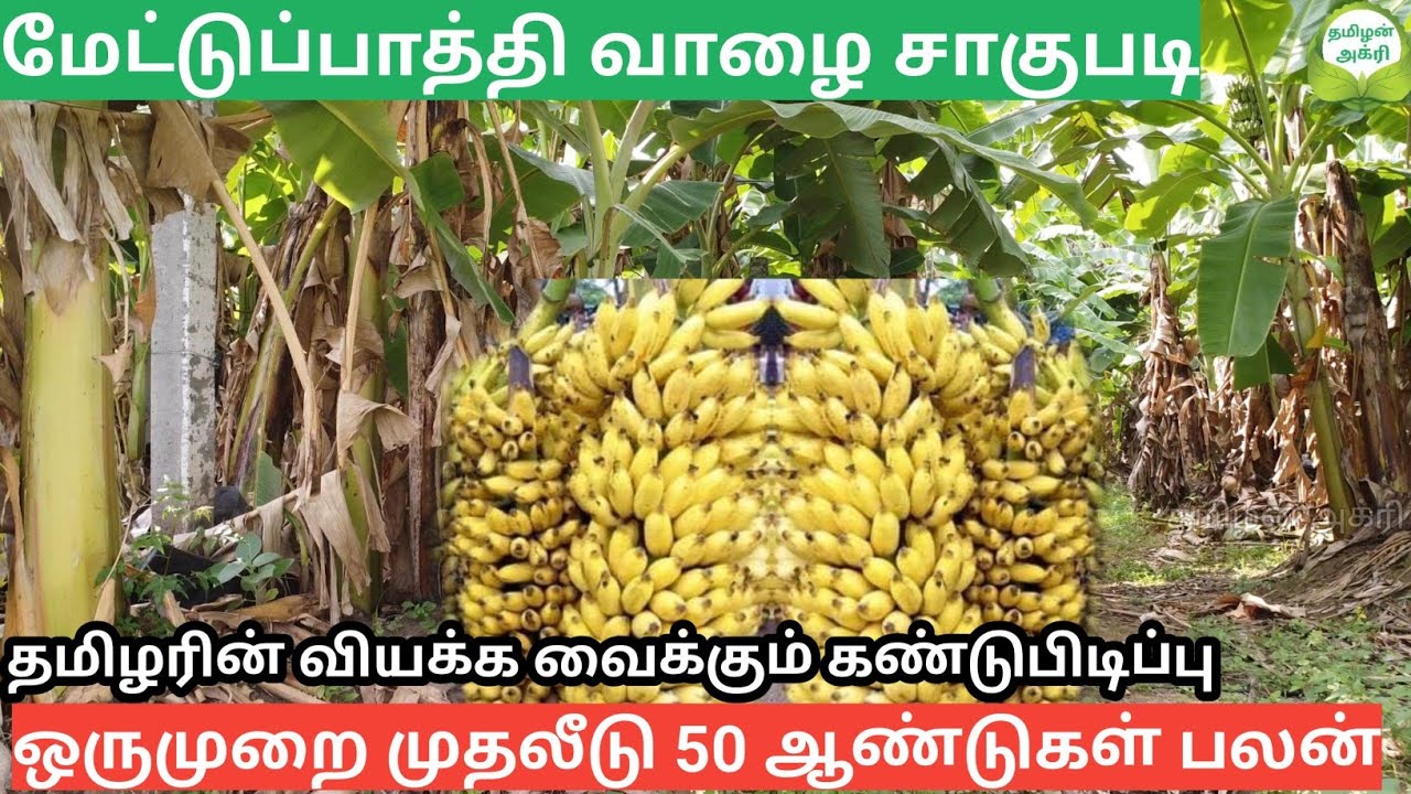 வாழை விவசாயத்தில் அதிக பலன் தரும் மேட்டுப்பாத்தி முறை வாழை விவசாயம் | Smart integrated Banana forest