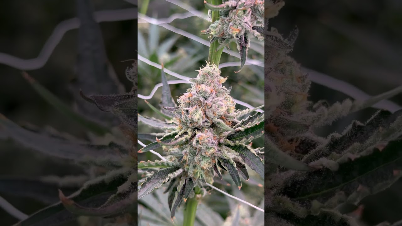 Cookies Seedbank Dried Fruit & Elephant Trunk #cannabis #cannabiscultivation #cannabiseducation