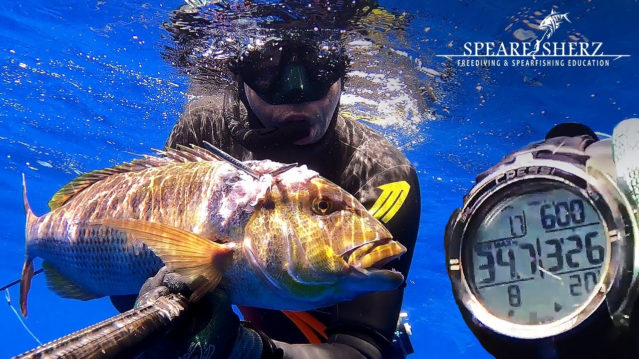 Dentex from 35m - dive time 3:26 - Denis Salamon - Deep Spearfishing in Malta | SPEARFISHERZ | 2.7K