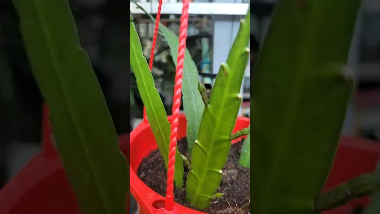 Hoa Tết tại nhà 2026