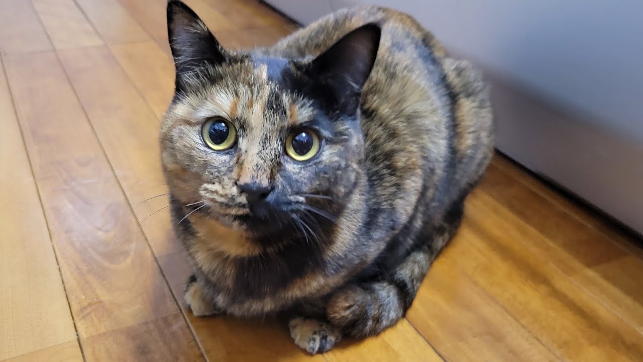 おはよう🐱┊ごはん食べたにゃ。みんな起きた.ᐣ【つぶねこ】