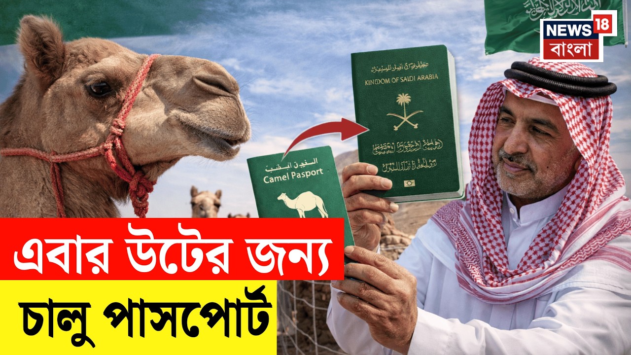 Camel Passport | এ বার উটেরও হবে পাসপোর্ট! Saudi Arabia তে চালু নয়া ব্যবস্থা, ব্যাপারটা কী? N18G