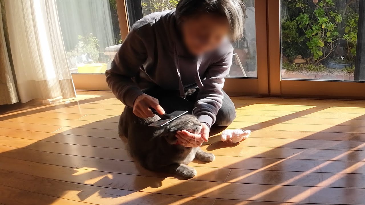 特別なことはないけど幸せな、甘えん坊猫「はなちゃん」とばーばの一日。