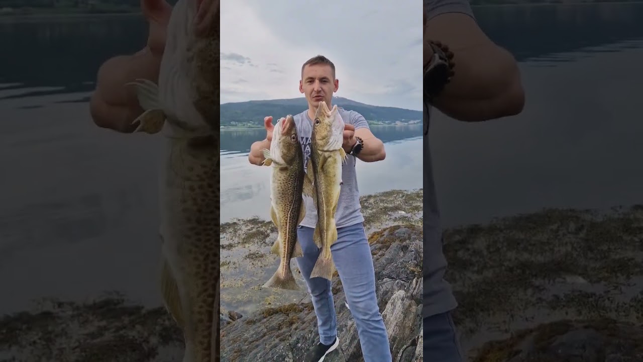 Cod Fish 🐟🎣Norway Fishing #shorts