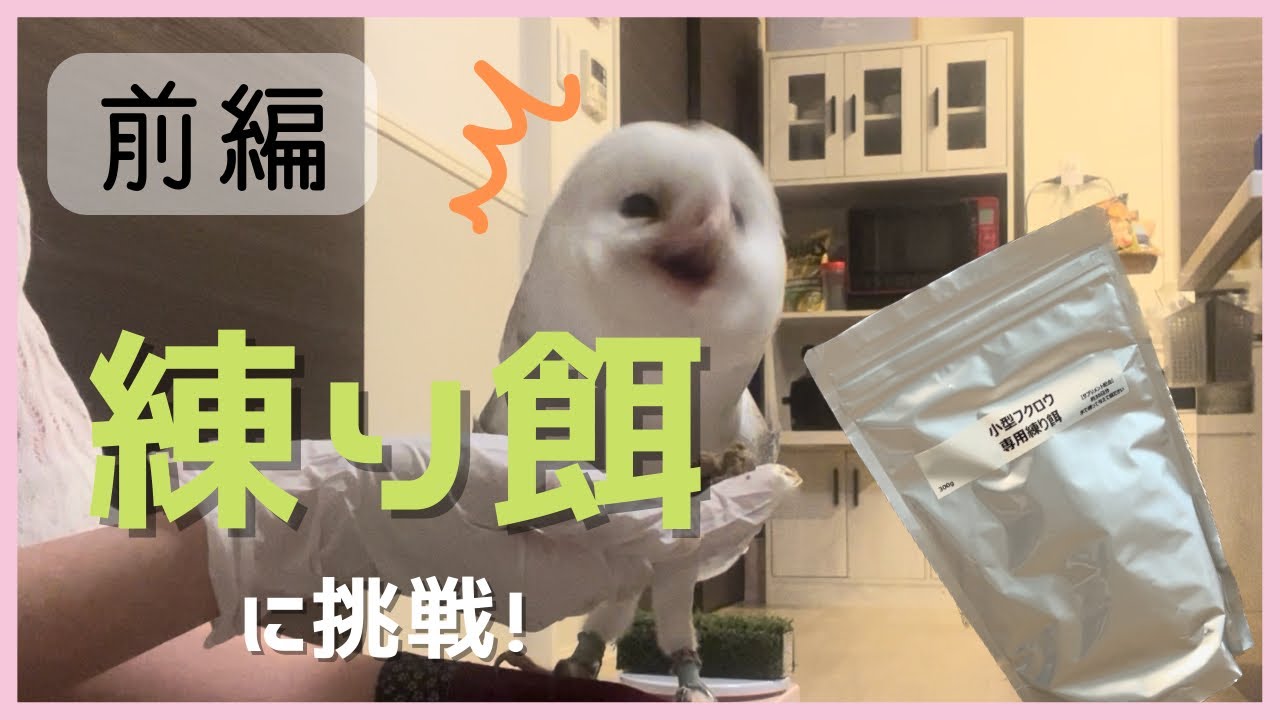 【前編】練り餌に初挑戦！【フクロウの非常食】