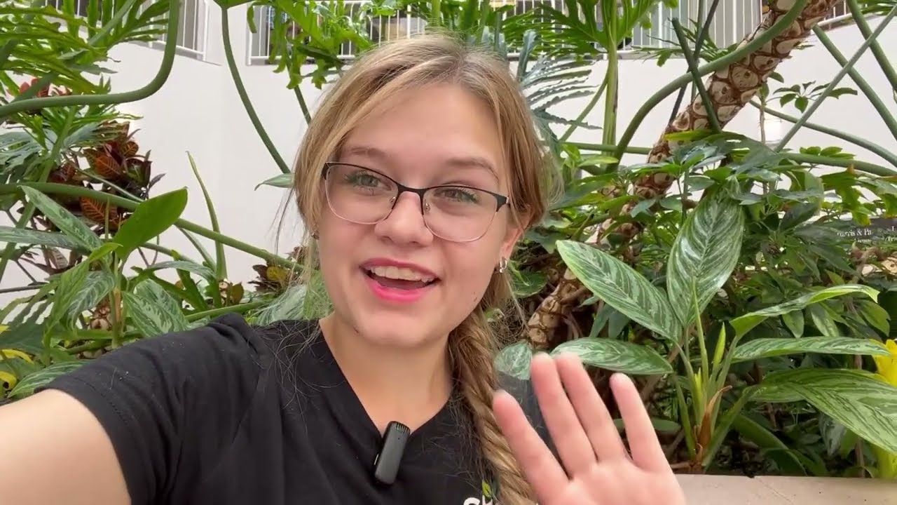 Introducing the Tree Philodendron plant (Monstera deliciosa)