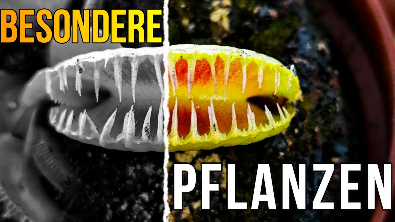 Seltene und besondere Pflanzen online bestellen - wir testen 2 Online-Shops: Green Jaws & CG