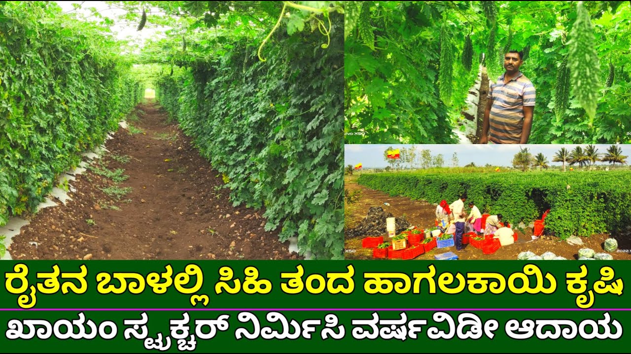 ರೈತನ ಬಾಳಲ್ಲಿ ಸಿಹಿ ತಂದ ಹಾಗಲಕಾಯಿ ಕೃಷಿ | bitter gourd farming | new method of bitter gourd cultivation