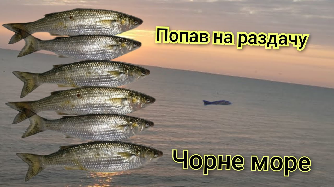 Дельфины пригнали куча рыбы к берегу. Попал на раздачу кефали и саргана!