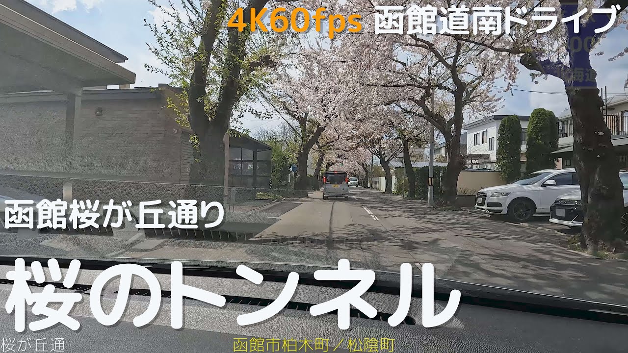 函館　桜が丘通　桜のトンネル　4K60fps版　2023.4　【函館道南ドライブ】