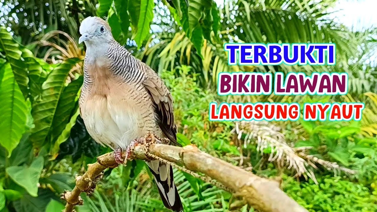 SUBSCRIBE YA.. 🐦Perkutut Lokal Gacor Suara Besar Pancingan Burung Perkutut Agar Cepat Bunyi.