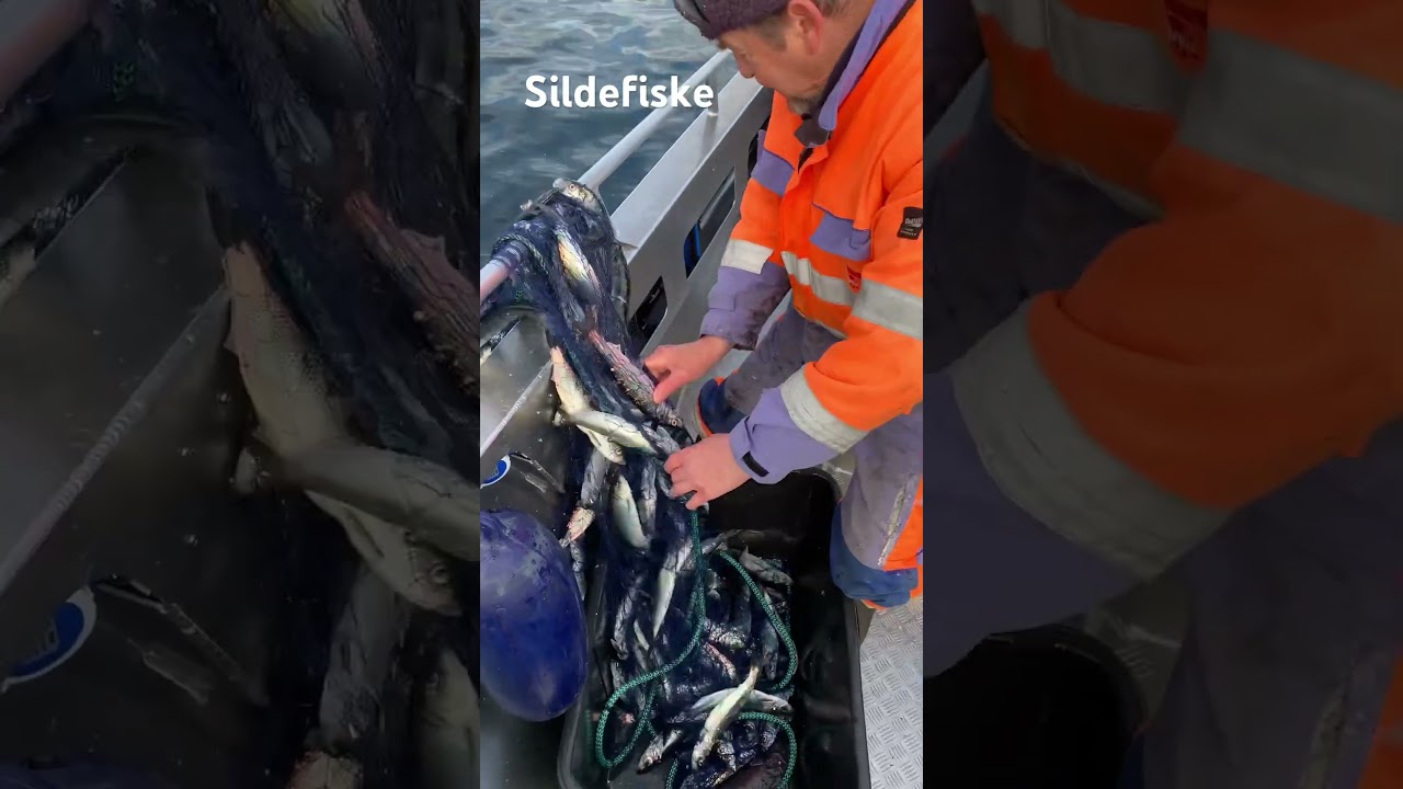Sildefiske april 2023