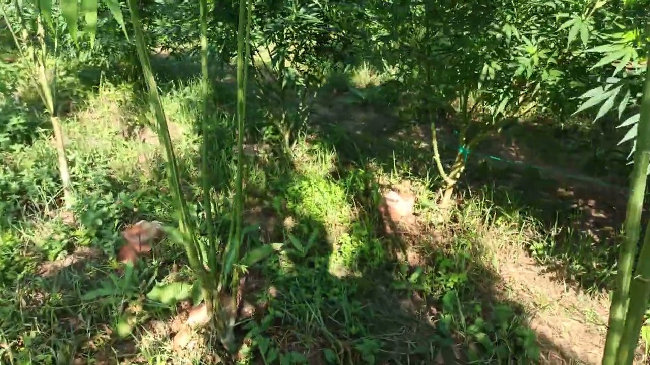 hemp, cbd, cbg, konoplja, flowering cannabis, outdoor farming cannabis