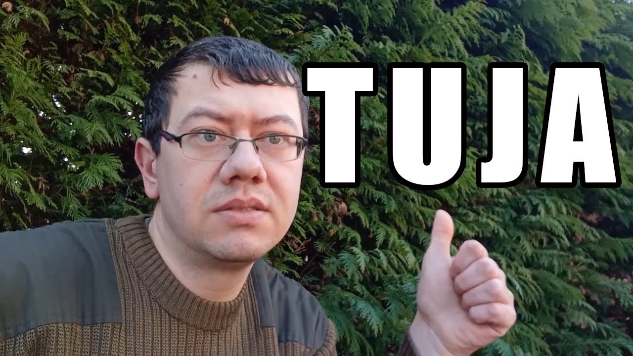 Tuja - właściwości, zastosowanie, symbolika