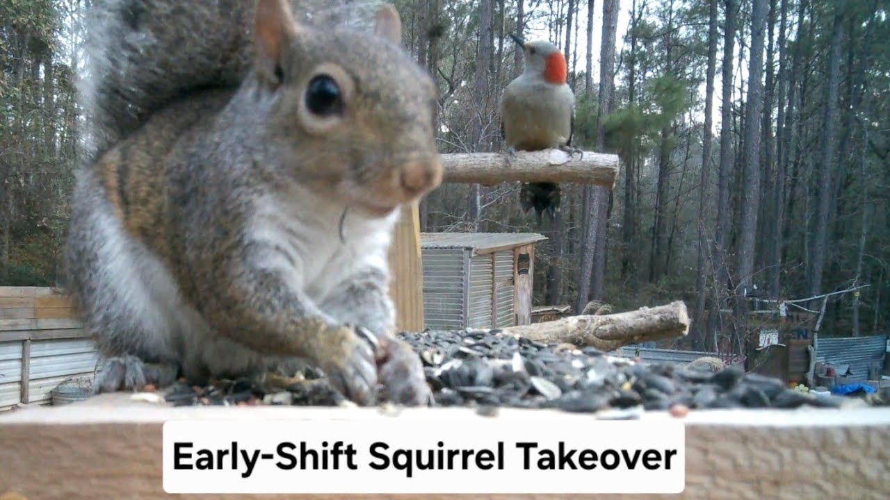 Squirrels Everywhere Before 8 A. M. #nature #squirrel