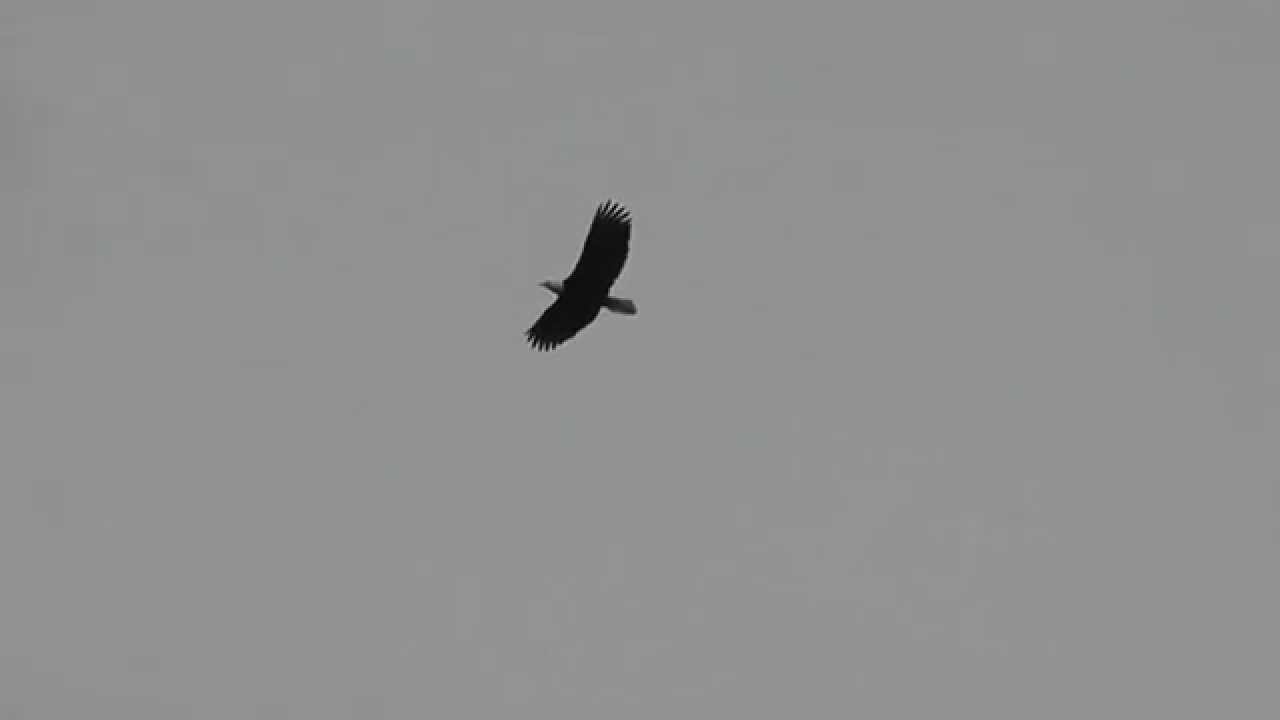 Bald Eagle calling for mate at Lafarge Lake