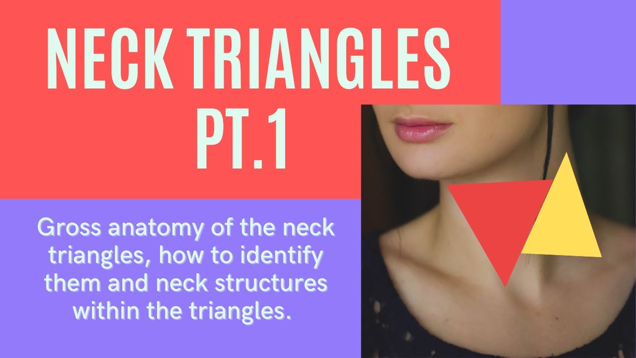 Anterior and Posterior Neck Triangles Gross Anatomy Part 1 #anatomy