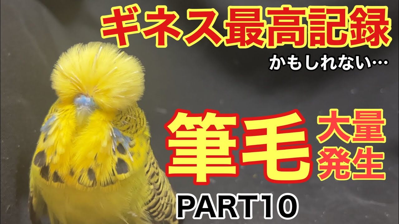 【インコ】筆毛大量発生‼️PART10 前編