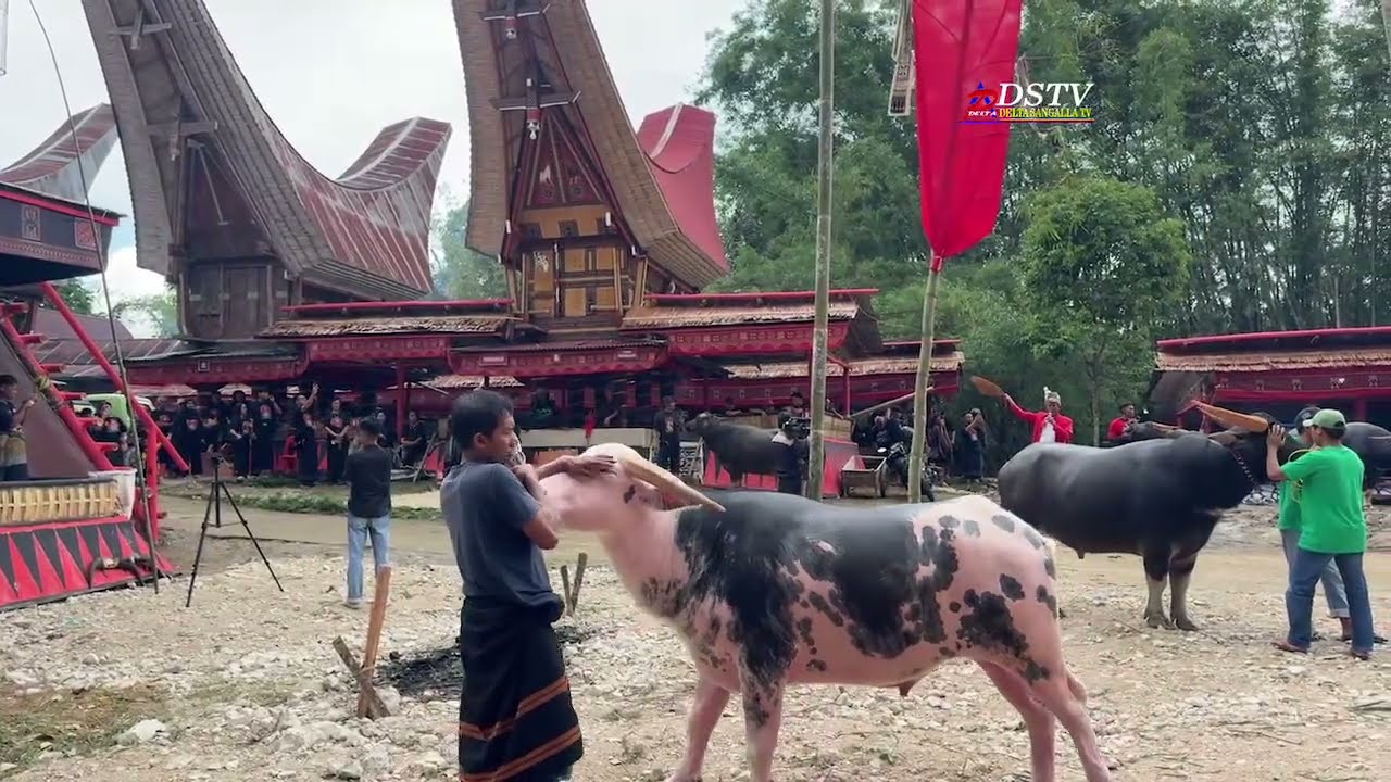 10 Mapalimbong Tedong Rambu Solo Almh. Maria Salea Randabunga' / Nenek Sembilan Jaya di Ariang