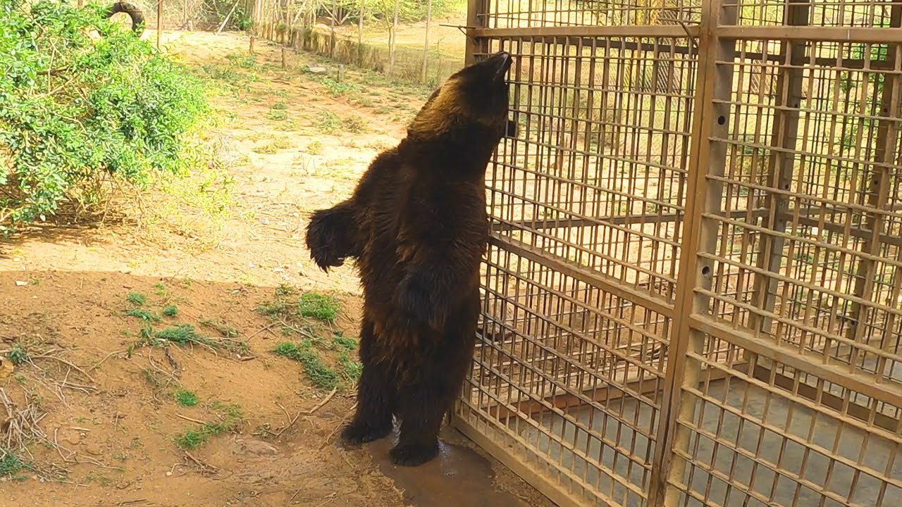 Ol Jogi Conservancy Nanyuki - The ONLY place to see a Bear in Africa!