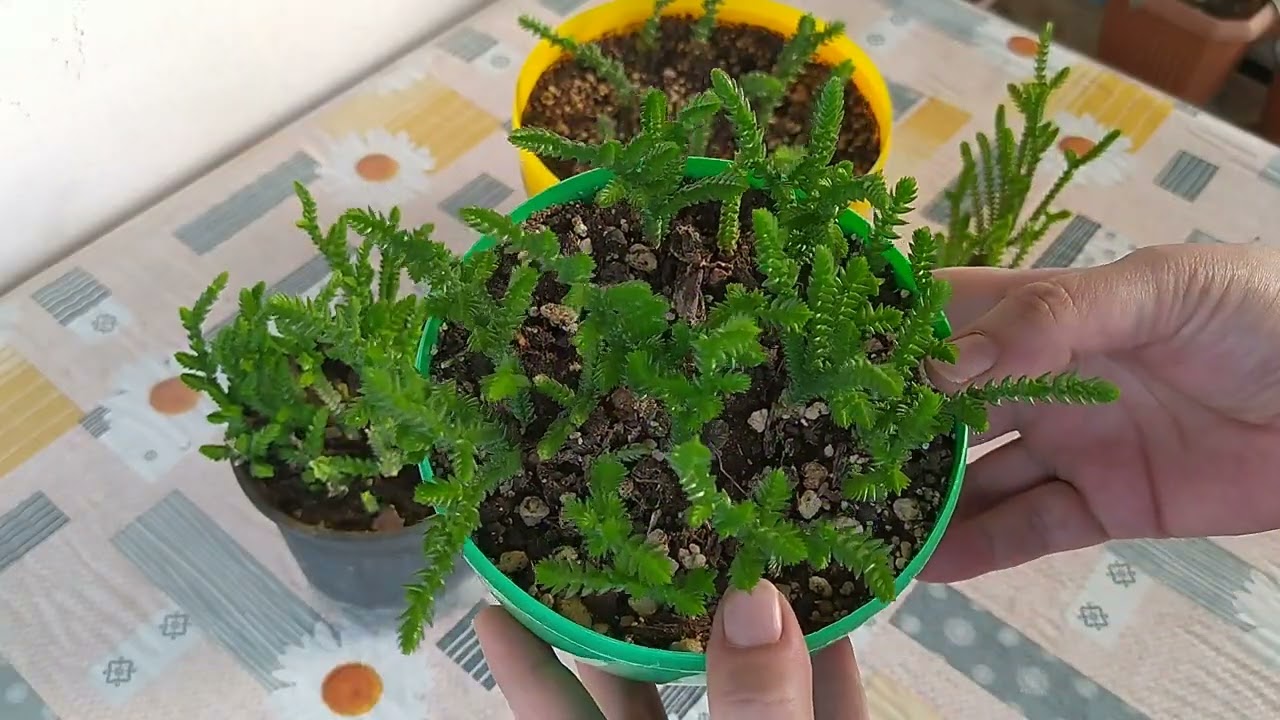 Prenses Çamı/Crassula Muskosa /Güneşi SEVERİMi ?