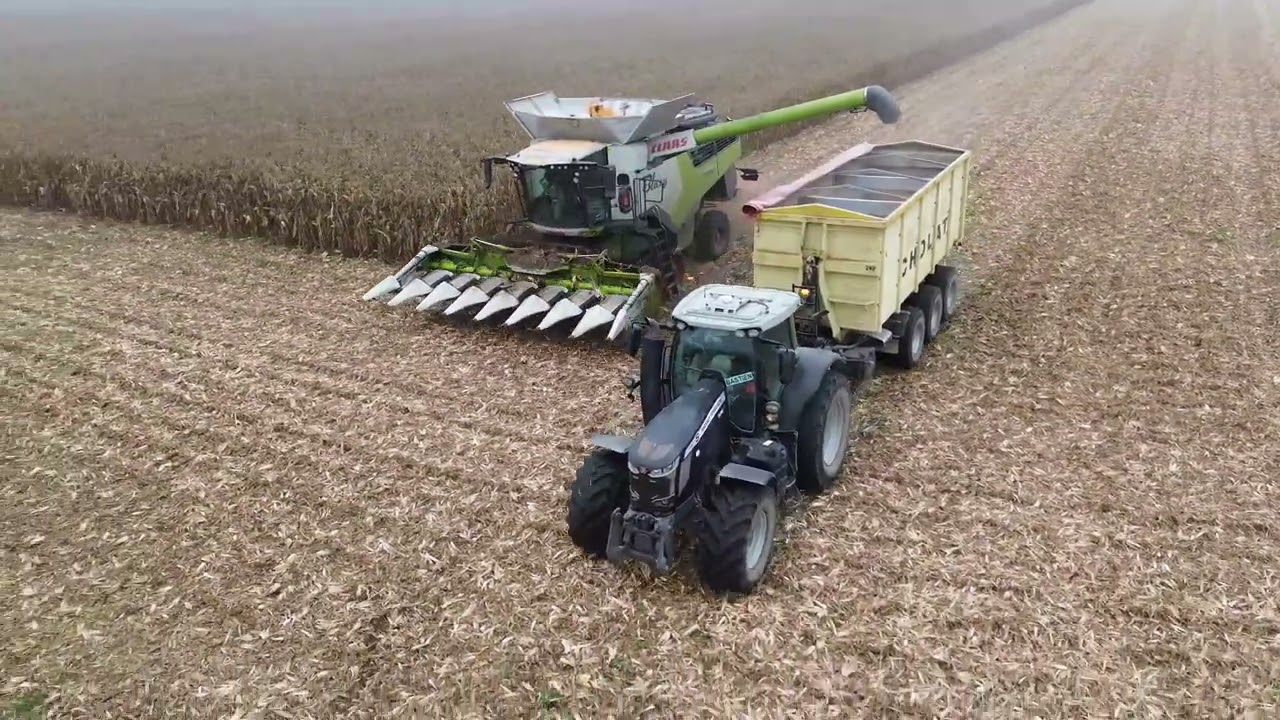 Moisson de mais grain/ CLAAS Lexion 6800 498ch/8rangs/ETA Blazy/pour les Benne  de chez cholat ES3