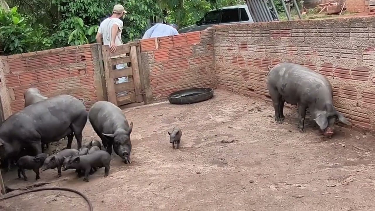 arrumando o chiqueiro  dos porco 