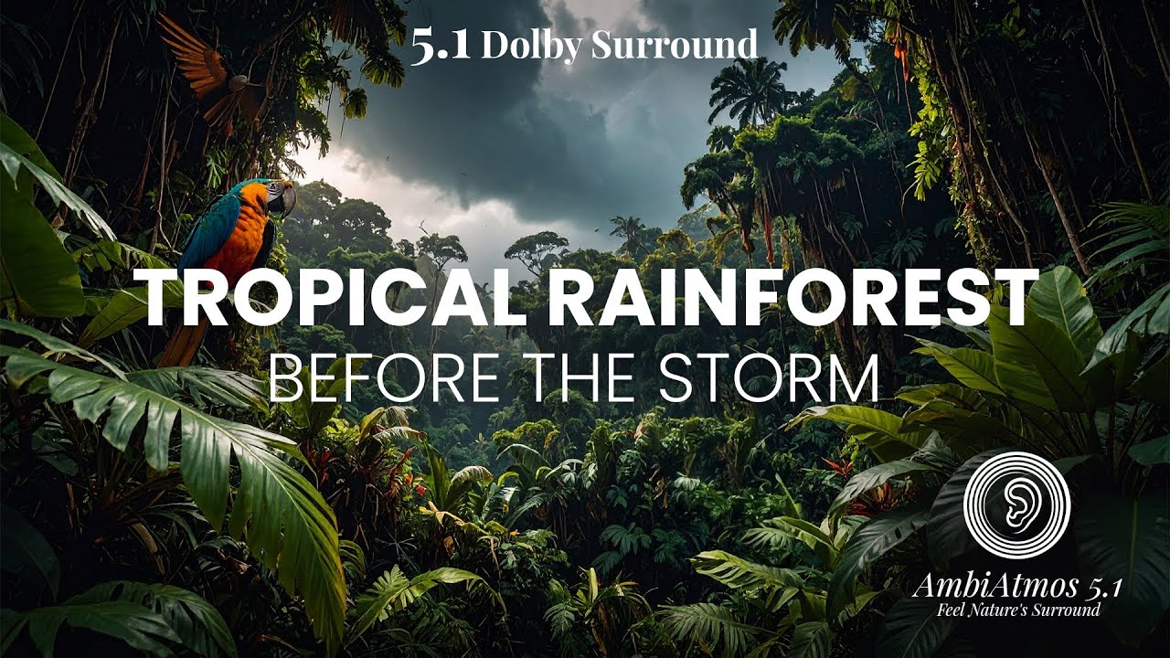 3h Jungle Sound Before the Storm  I 5.1 Surround Nature Ambience