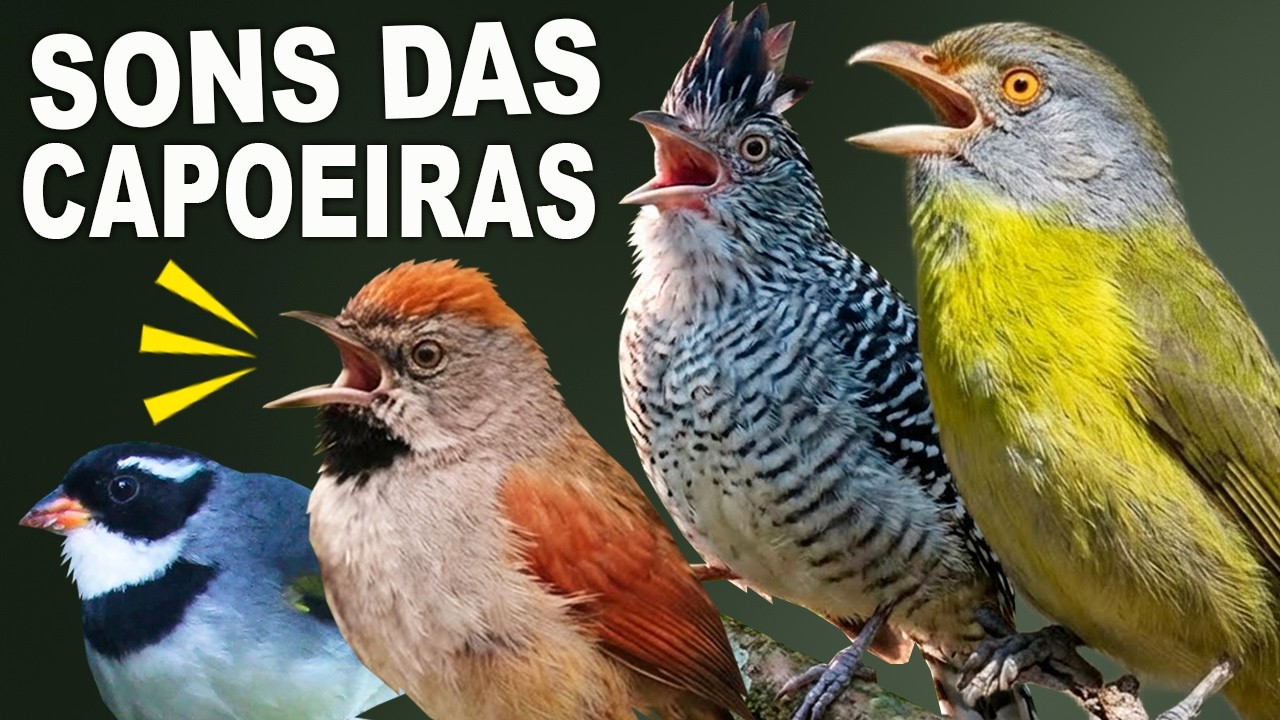 CANTOS de AVES DAS CAPOEIRAS | PASSARINHOS CANTANDO NA ROÇA | Aves Rurais | Canal Aves | Campo
