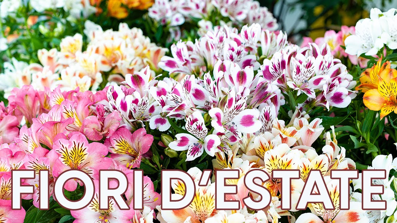 Alstroemeria, cura e coltivazione del giglio di fuoco 🔥