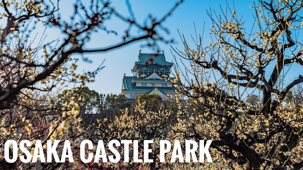 大阪城公園 梅林園 2025 Osaka Walk - Osaka Castle Park Plum Grove 4K HDR Japan Super Takumar 55mm
