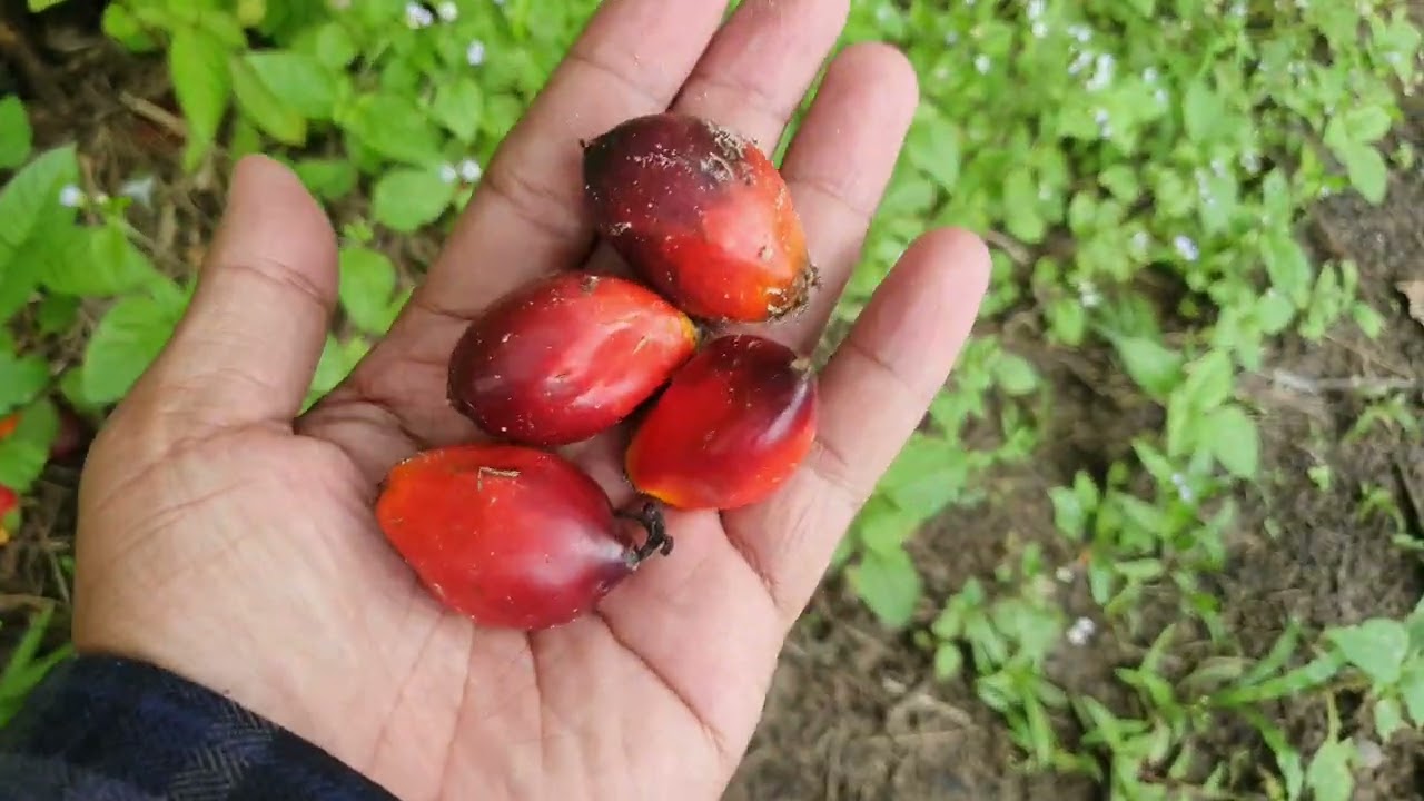 Kelapa sawit unggul SOCFINDO LAME umur 2, 5 tahun