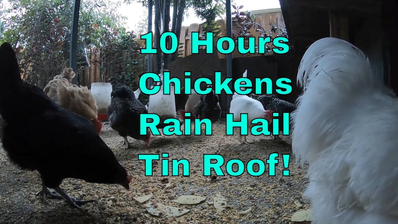Backyard Chickens 10 Hour Long Chickens Heavy Rain Hail Tin Roof Sounds Noises ASMR!