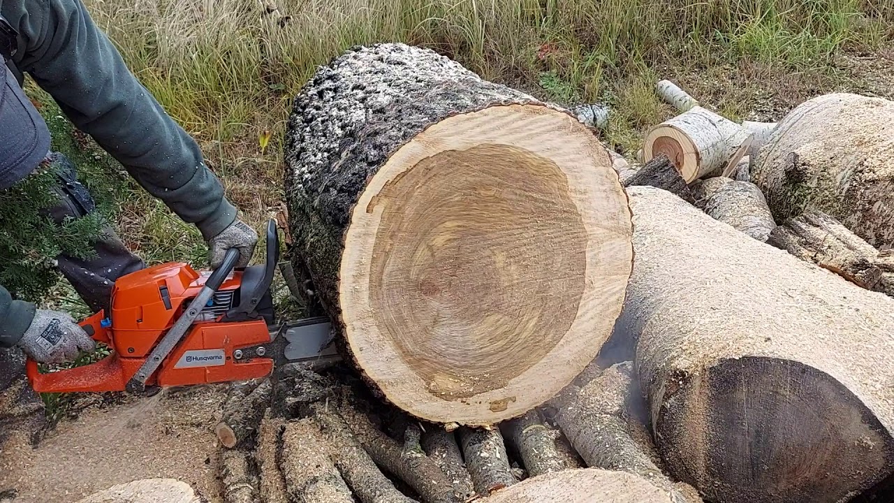 Husky 390 XP cutting poplar log