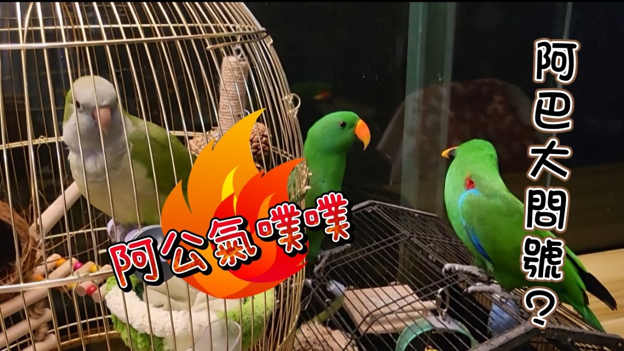 阿公少見的生氣氣🔥阿巴問號滿滿？？？頭兒左擺右擺問號滿頭跑🤣#鸚鵡#parrot#生氣#可愛い #youtube#折衷鸚鵡全家阿公嬤嬤阿巴