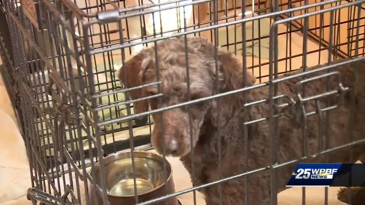 Dogs rescued from China before sold on dog meat trade market are now safe in Palm Beach County