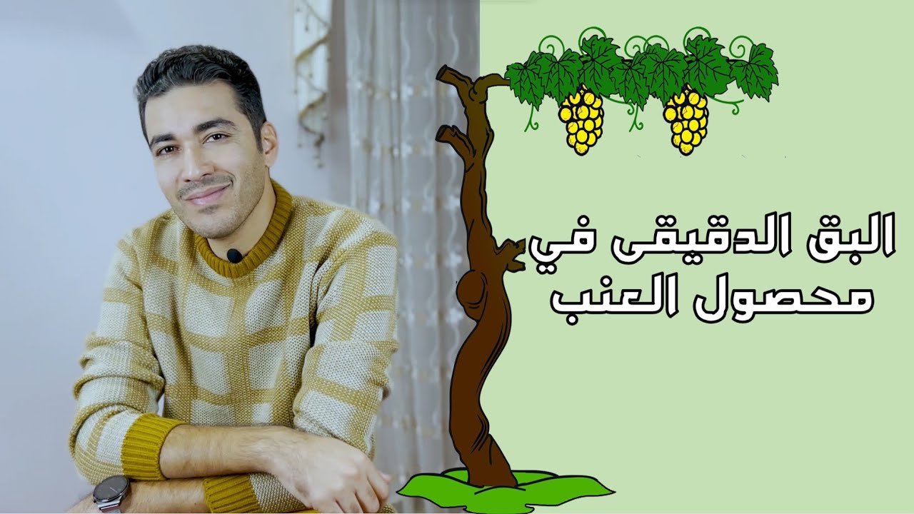 ‎أسرار فعالة لمحاربة البق الدقيقي في مزارع العنب: اكتشف كيف تحمي محصولك بأساليب استثنائية!