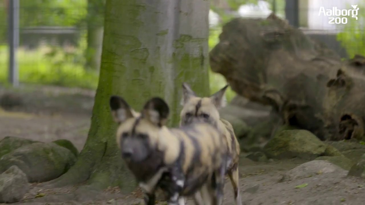 Aalborg Zoo - M&oslash;d de vilde vildhunde