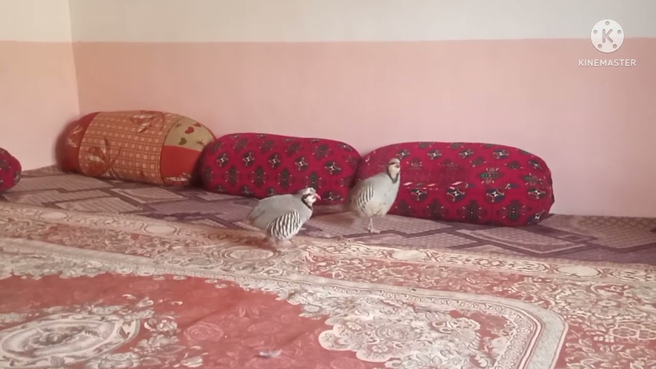 Chakor Fight 🐦🐦چکور لڑائی