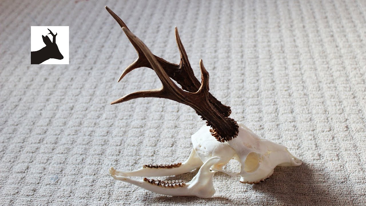How to boil out deer head. Full skull method - medal head.