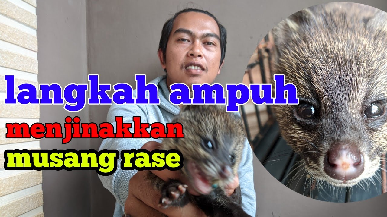 CARA JITU MENJINAKAN MUSANG RASE LIAR