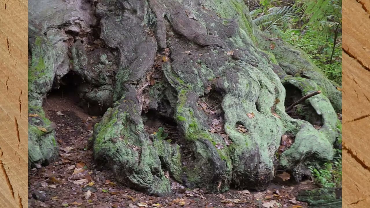 Urwald Sababurg 2025 10 09