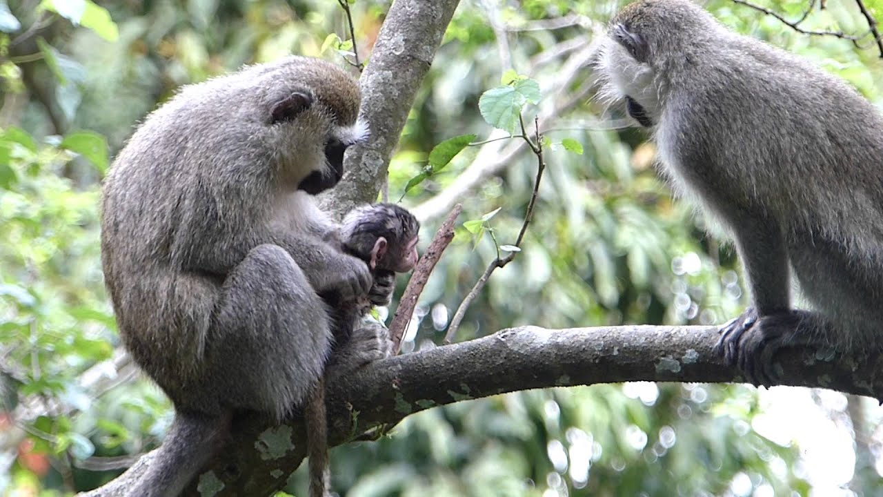 Newborn monkey