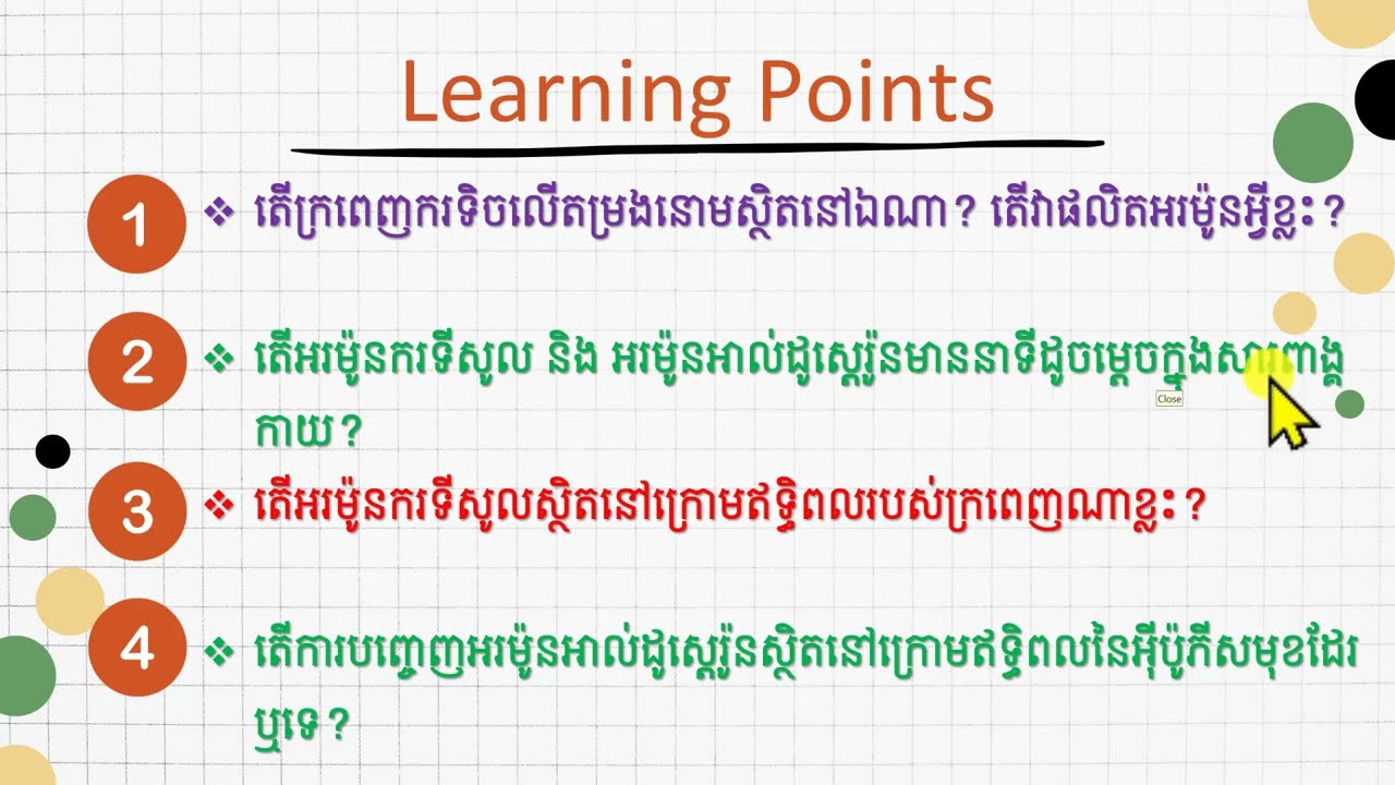 អង់ដូគ្រីន 13