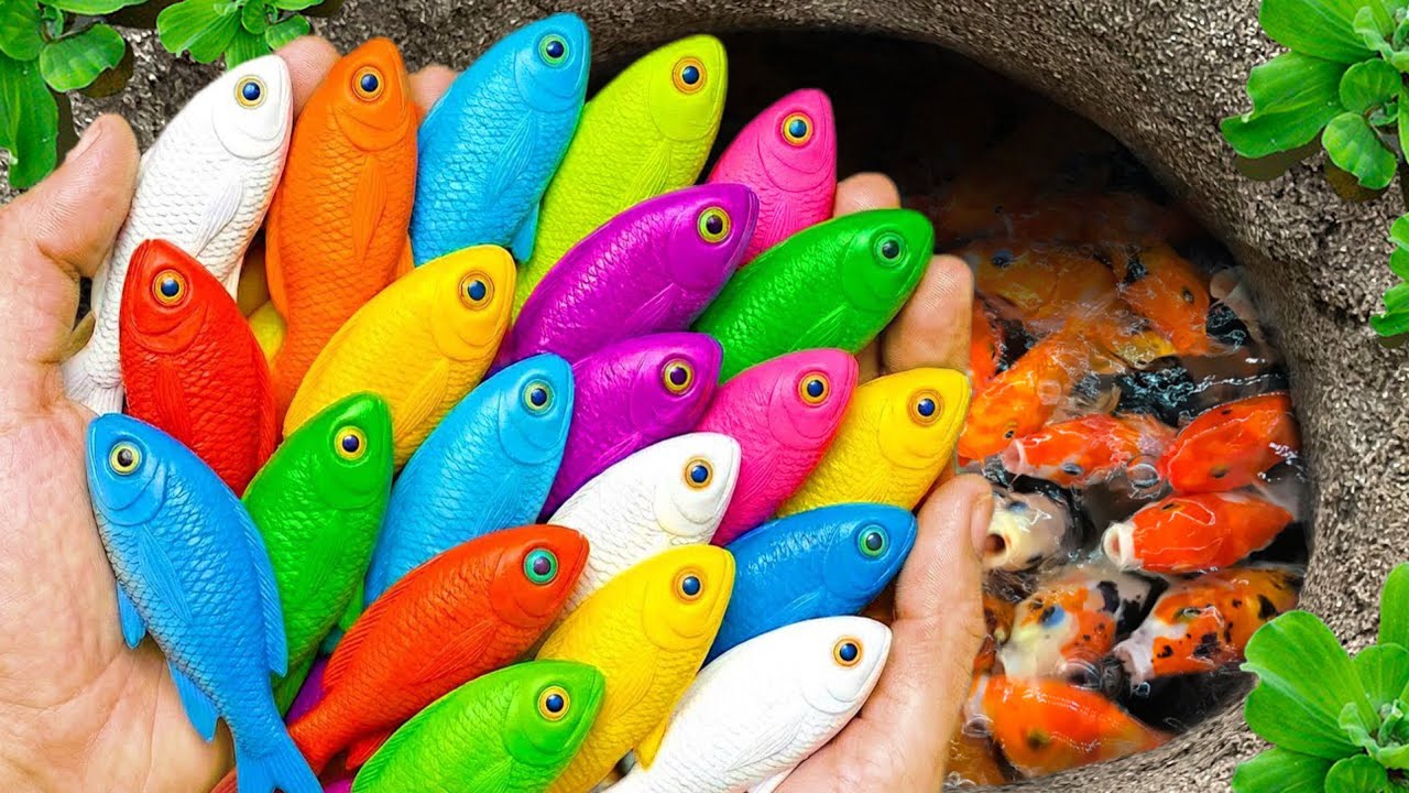 Catch beautiful aquarium fish in small pond baby turtles, eels, frog, pencil fish, guppies, iguanas🐬